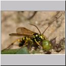 Banchus sp - Schlupfwespe 05a 12mm OS-Wallenhorst-Lehmkuhle.jpg